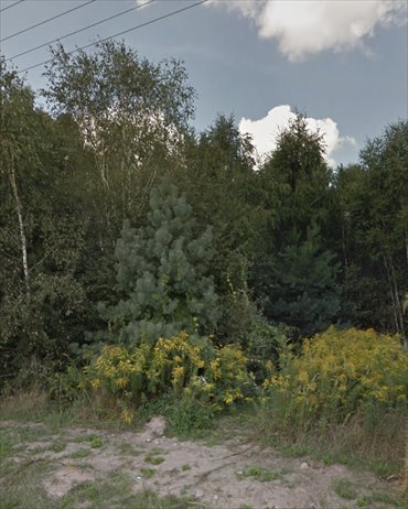 Działka 16 937 m² z lasem i możliwością zabudowy polecam działka Borchówka, Borchówka