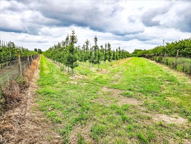 Działka sad z chłodnią 39 800 m² w Nartach zapraszam działka Narty
