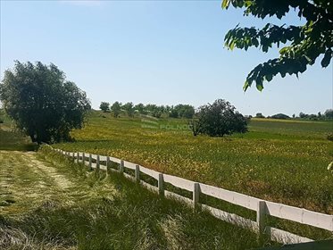 Działka budowlana na sprzedaż Sady 21 500m2 Foto 2
