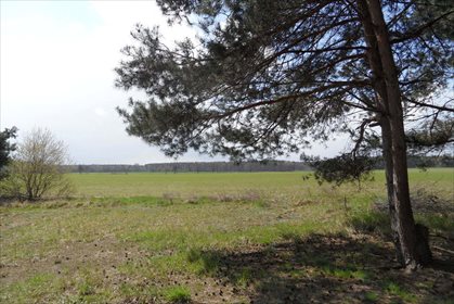 Działka budowlana na sprzedaż Lipówka 11 778m2 Foto 4