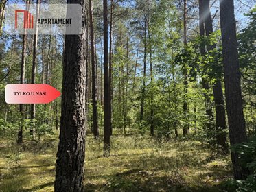 Działka leśna z 70-letnim lasem nad rzeką Wdą działka Zawada