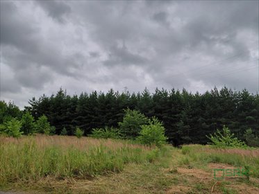Działka 1,56 ha z lasem i dostępem w Wesołej działka Mysłowice, Wesoła, Aleja Spacerowa i ul. Zacisze