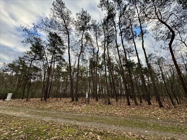 Twoja oaza w lesie działka Romanów, Przyszkolna