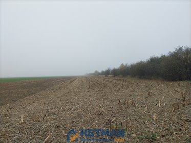 działka na sprzedaż 12114m2 działka Plewiska, Szkolna