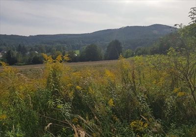 Działka budowlana na sprzedaż Jarnołtówek 2 700m2 Foto 3