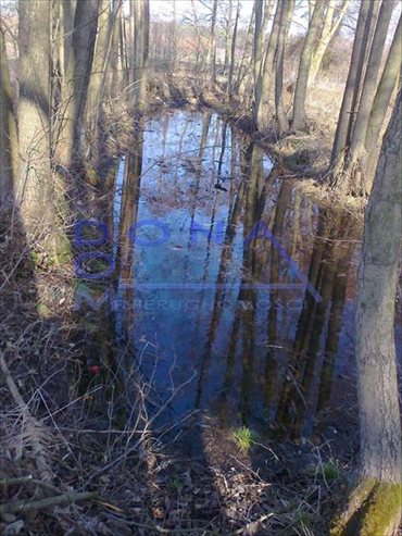 Działka siedliskowa na sprzedaż Szczukwin 7 000m2 Foto 7