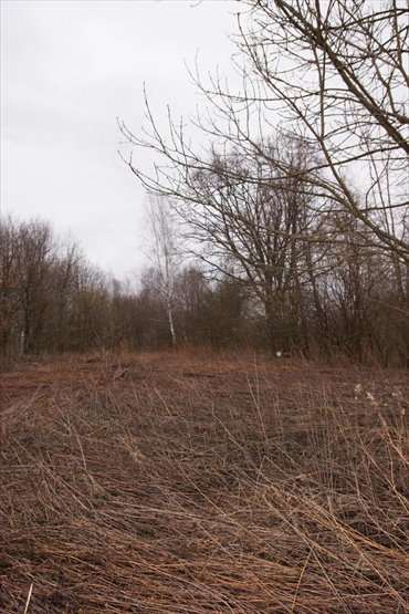 działka na sprzedaż 6000m2 działka Kazimierz Dolny