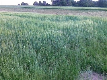 działka na sprzedaż 8560m2 działka Gliwice, Śródmieście, DZIAŁKA USŁUGOWA W DOBREJ LOKALIZACJI