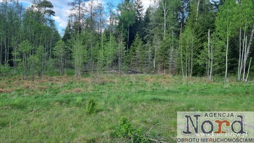 Działka 1,4 ha pod lasem, jezioro Paniewo, inwestycja działka Gorczyca