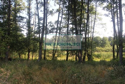 Działka leśna 25 000 m² z planem pod zabudowę siedliskową działka Bystrzanów