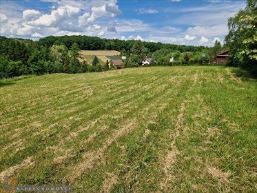 Działka rolna 52 arów z widokiem, dojazd utwardzony działka Więcławice Dworskie