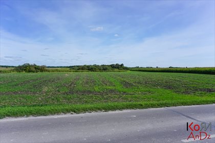Działka inna na sprzedaż Rożdżałów 10 000m2 Foto 4