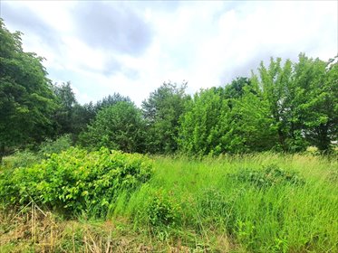 Działka 3524 m² z prądem, dojazd asfaltowy, zadrzewiona działka Skrybicze