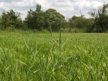 Duża działka 1,66 ha pod farmę fotowoltaiczną polecam działka Komarowo