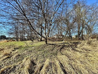 Działka budowlano-usługowa 1408 m² z kasztanami, Radlin działka Radlin, Rydułtowska