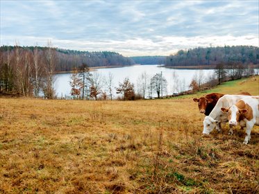 działka na sprzedaż 9300m2 działka Piaseczno