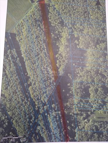 Działka leśna na sprzedaż Daniszewo 7 000m2 Foto 7