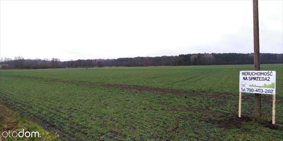 Działka budowlana na sprzedaż Wełna 1 000m2 Foto 4