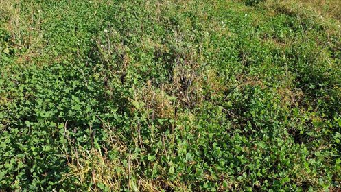 Polecam dużą działkę rolną 189 ha w Lidzbarku Warmińskim działka Lidzbark Warmiński