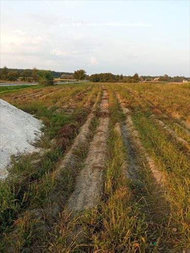 Działka inwestycyjna na sprzedaż Zdrojewo 6 500m2 Foto 6