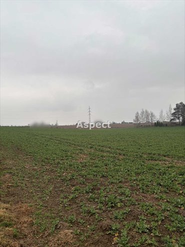 działka na sprzedaż 2400m2 działka Pruchna
