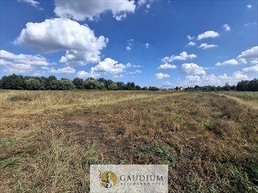 Atrakcyjna działka inwestycyjna 12 000 m² w Dziewięć Włók. działka Dziewięć Włók