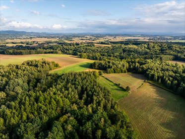LAS Z POTENCJAŁEM – 1,4028 HA W NIEPLI POD JASŁEM działka Niepla