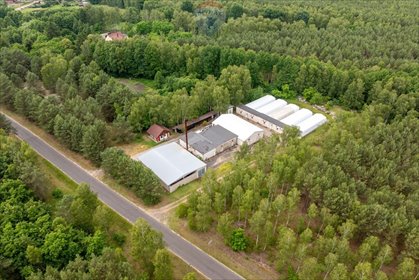 Działka 11 800 m² z budynkami w Puszczy Noteckiej działka Miały