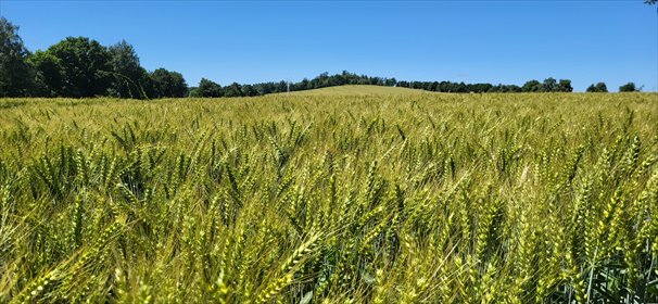 działka na sprzedaż 4254m2 działka Grabiszyce Górne