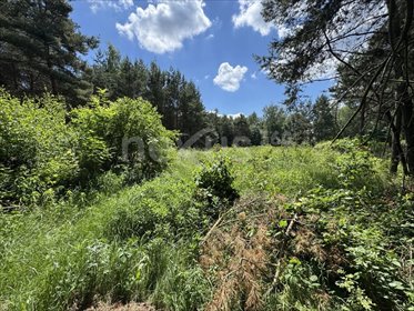 Działka 3000m² z warunkami zabudowy, las, dostęp do drogi działka Gola Wielka