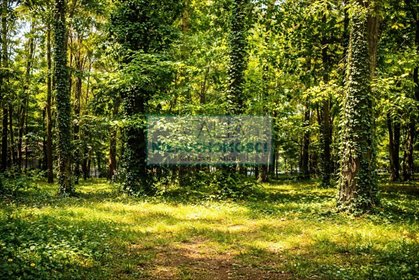 Atrakcyjna działka 2100 m² w centrum Podkowy Leśnej działka Podkowa Leśna