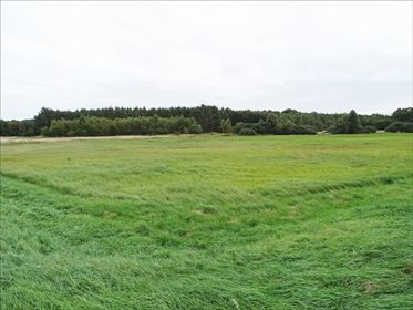 Działka rolna na sprzedaż Orzeszków, Wińsko 15 033m2 Foto 4