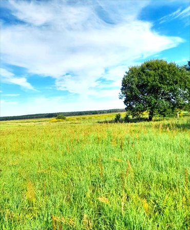 Działka rolna z warunkami zabudowy 25 000 m² (media przy działce) działka Wawrów, Bermudy
