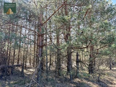 Zapraszam do zakupu działki leśnej 6100 m² w Werpolu działka Werpol