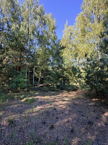 Polecam działkę 985 m² w Wyględach z lasem i możliwością zabudowy działka Wyględy