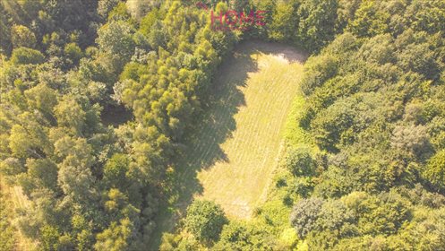 Działka leśna na sprzedaż Dylągówka 4 300m2 Foto 4