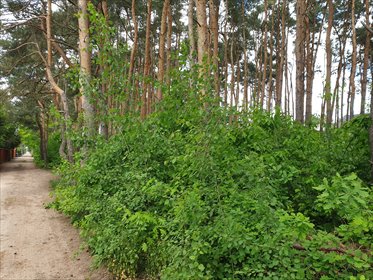 Działka 2000 m² pod dom jednorodzinny w zielonym Wawrze działka Warszawa, Wawer