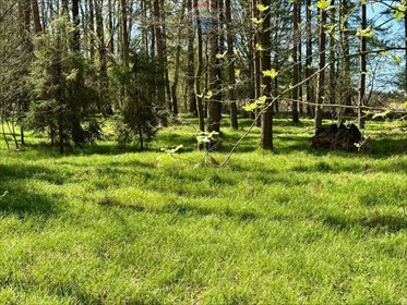 Działka leśna 4110 m² w Jankowicach – inwestycja lub relaks działka Jankowice, Adolfa Dygasińskiego