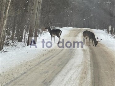 dom na sprzedaż 70m2 dom Wólka Wiciejowska