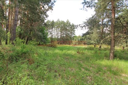 Na sprzedaż przestronna działka 10 670 m² z lasem i łąkami działka Brynica