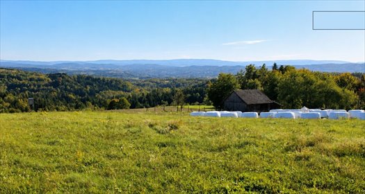 Polecam działki budowlane w Golcowej 1800 m² z dostępem do drogi! działka Golcowa