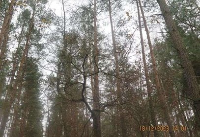 Kształtna działka 900 m² w leśnej okolicy Ligęzowa polecam działka Ligęzów