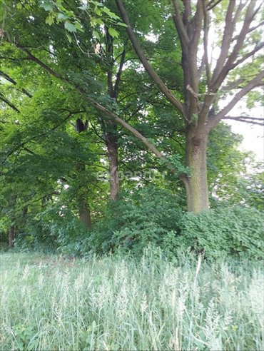 działka na sprzedaż 4852m2 działka Mąkoszyce