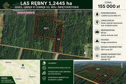 Atrakcyjny las rębny 1,24 ha w Osieku z dojazdem działka Osiek