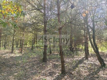 Działka 1643 m² z lasem i przyrodą w Zarębach - plan zagospodarowania działka Zaręby