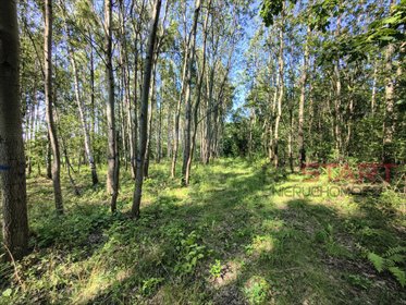 Sprzedam działki budowlane 1168 m² w Budy Mszczonowskie działka Budy Mszczonowskie