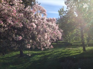 mieszkanie na wynajem 47m2 mieszkanie Poznań, Centrum, UL.WOJSKOWA BLISKO PUMS GRUNWALD, CENTRUM, OGRODY