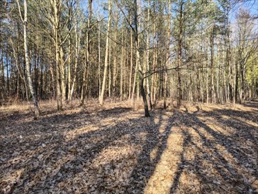 działka na sprzedaż 2442m2 działka Sokolniki-Las, Graniczna