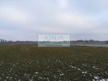 Działka 2,2 ha z wodą w okolicach Błonia – atrakcyjna oferta działka Żaby