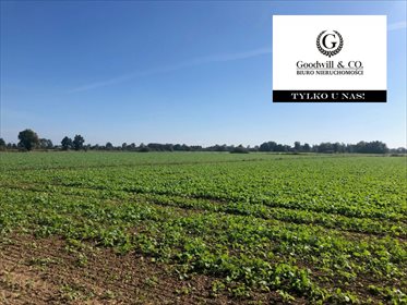 Działka przemysłowo-handlowa na sprzedaż Gdańsk, Świbno, Kempingowa 11 000m2 Foto 2